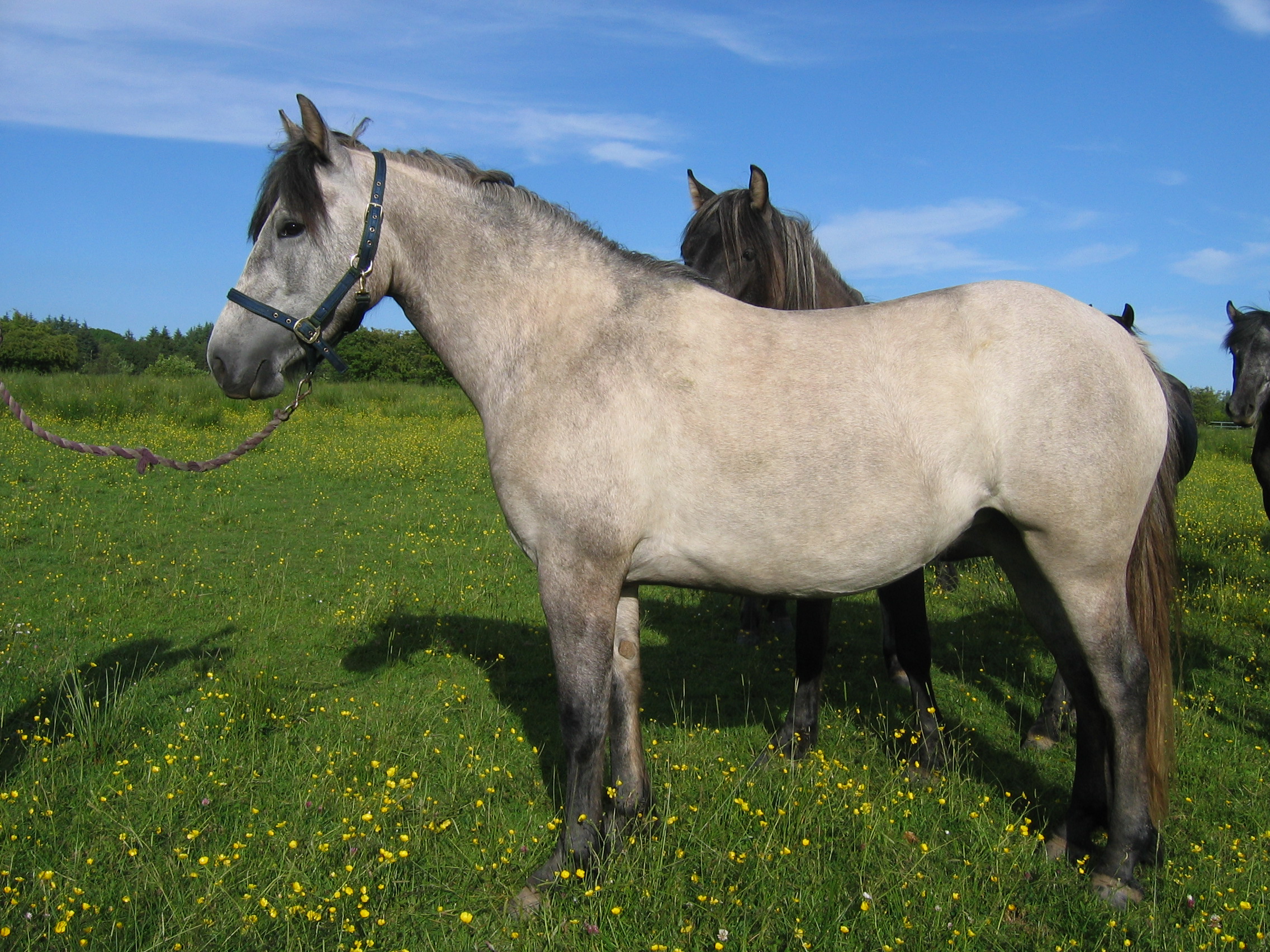 Trailtrow Highland Pony Stud, Scottish Bred Highland Ponies, Dumfriesshire, Scotland.